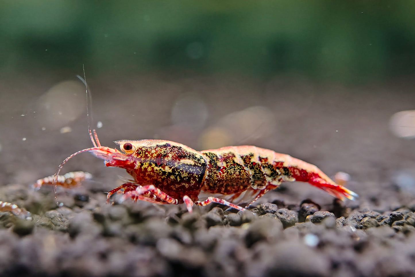 Red Galaxy Caridina Shrimp