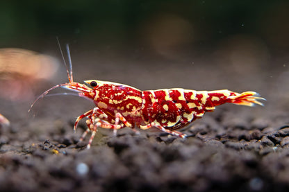 Red Galaxy Caridina Shrimp