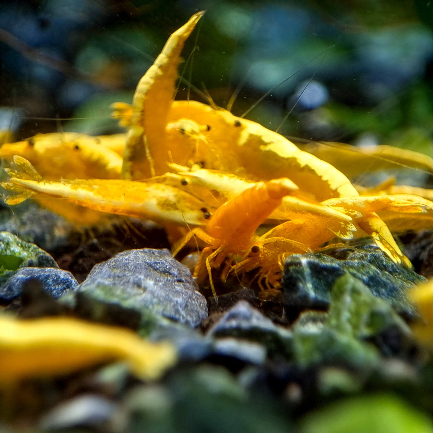 Yellow Golden Back Neocaridina Shrimp