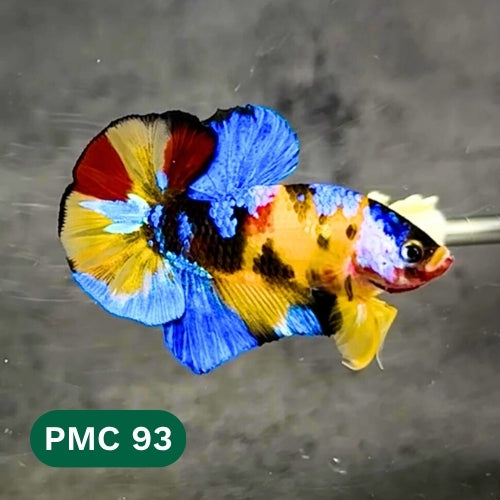 Multicolor Plakat Male Betta Fish |Show Grade|  You Pick Fish