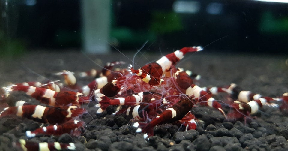 Red King Kong Caridina Shrimp