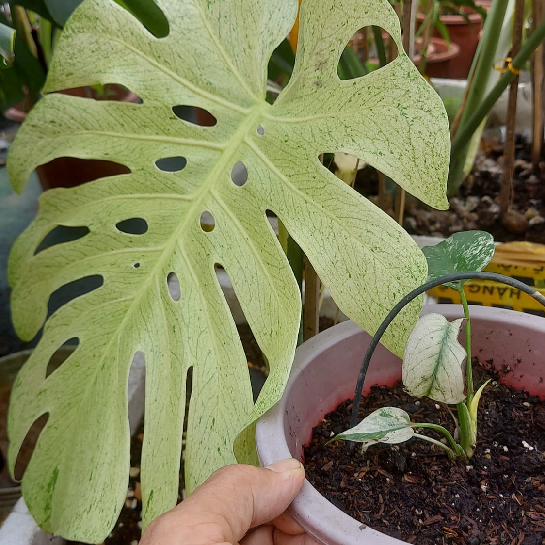 Variegated Monstera White Monster Tissue Culture Plant