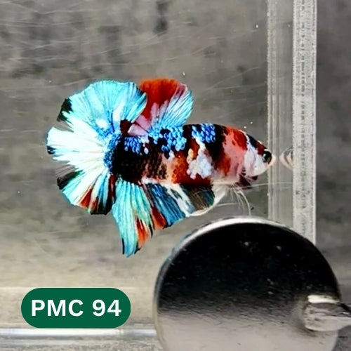 Multicolor Plakat Male Betta Fish |Show Grade|  You Pick Fish