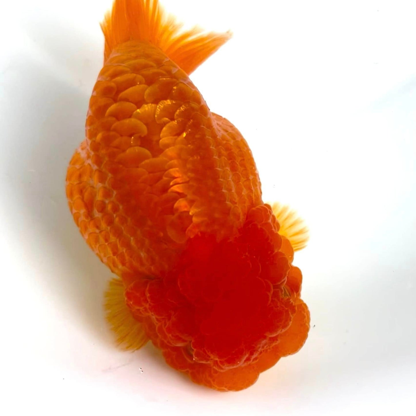 Full Scale Ranchu Goldfish | Grower Pick