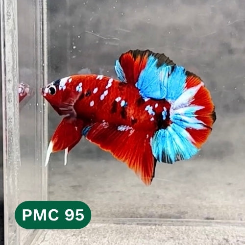Multicolor Plakat Male Betta Fish |Show Grade|  You Pick Fish