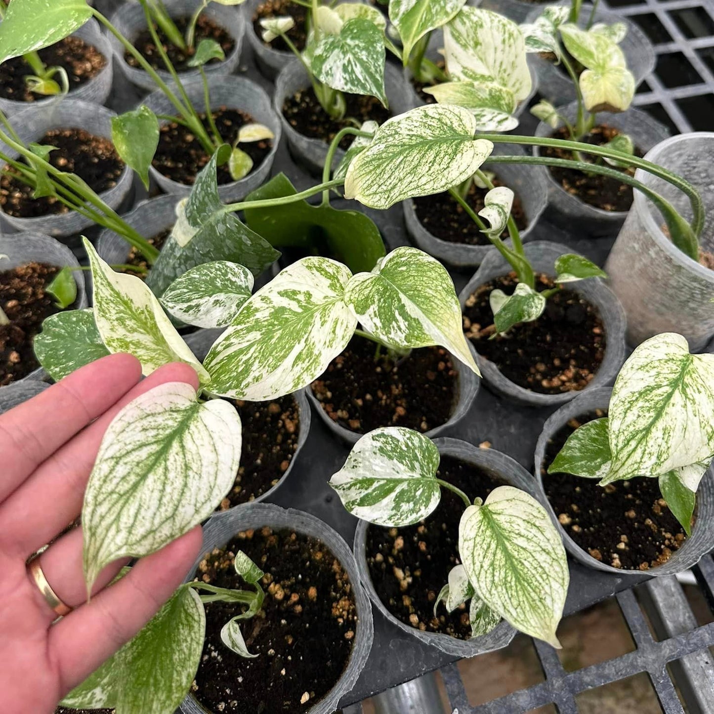 Well-Rooted Acclimated Variegated Monstera White Monster Plant | Grower Pick