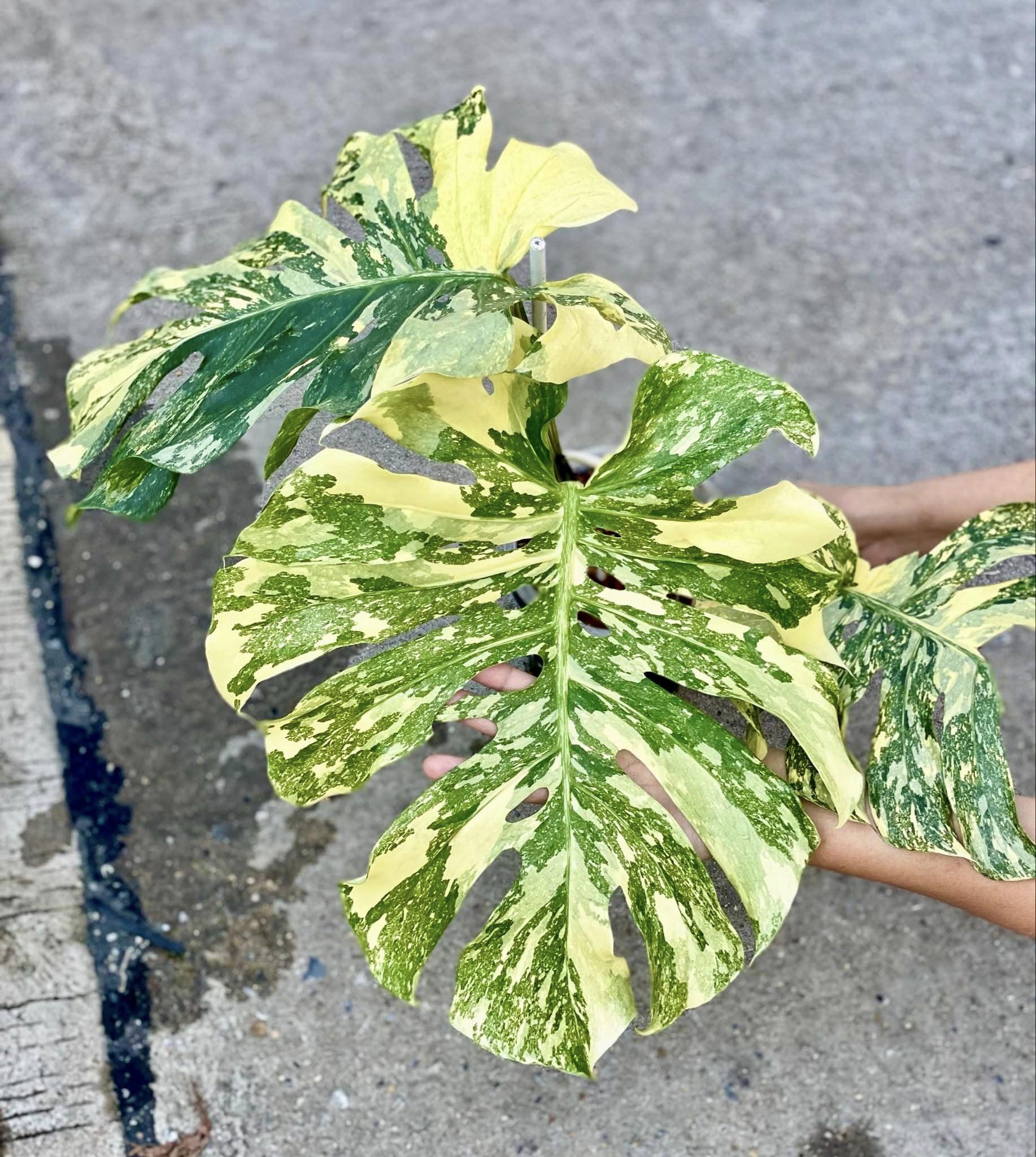 Variegated Monstera Creme Brulee Mature Plant | You Pick Plant | Pre Order