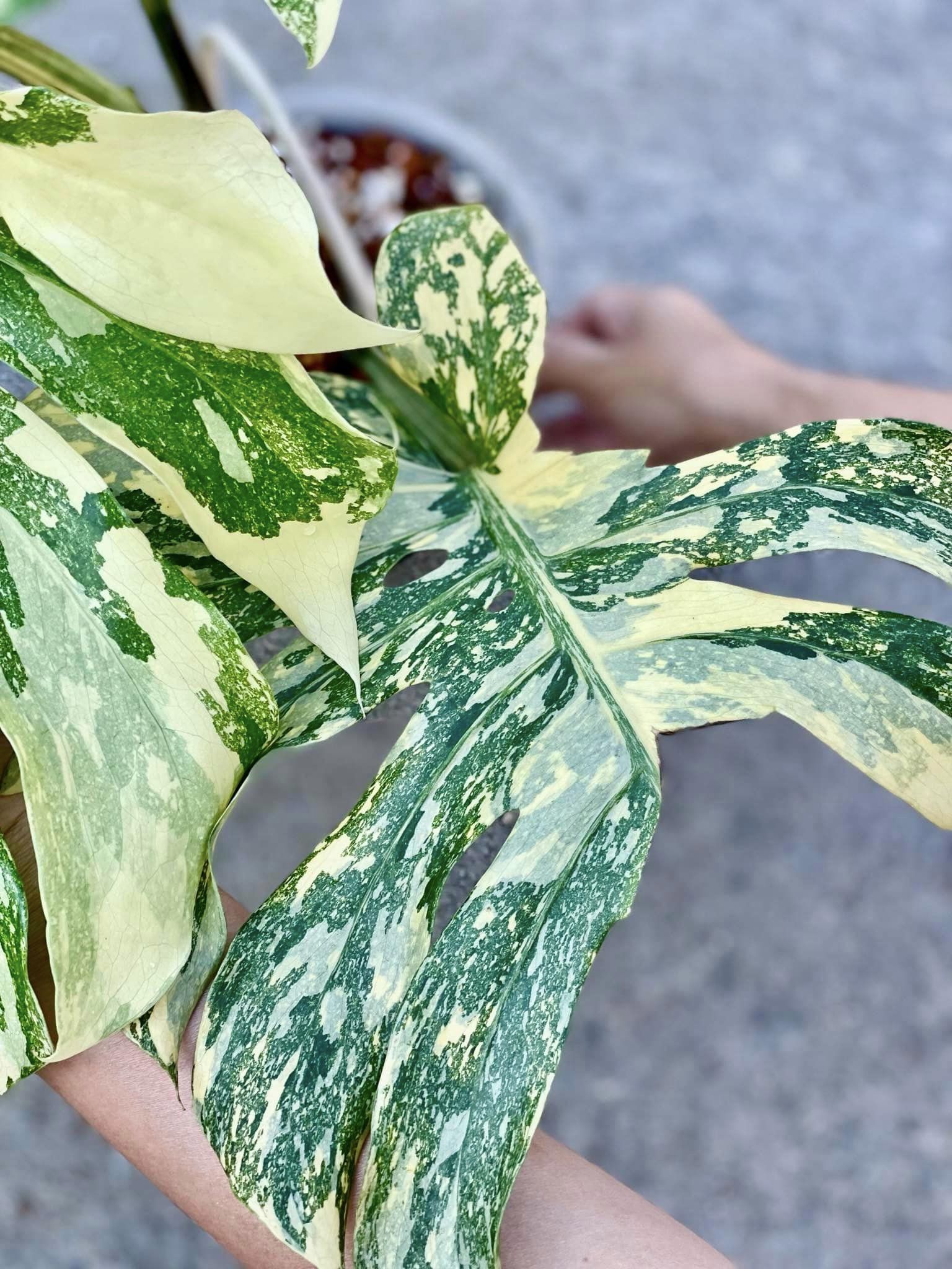 Variegated Monstera Creme Brulee Mature Plant | You Pick Plant | Pre Order