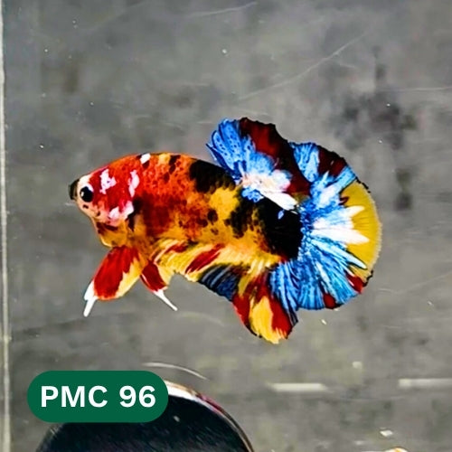 Multicolor Plakat Male Betta Fish |Show Grade|  You Pick Fish