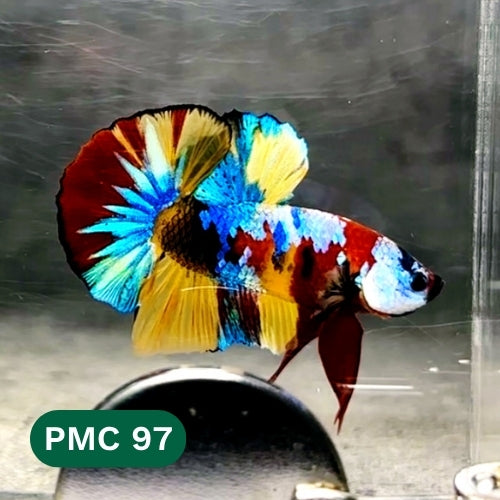 Multicolor Plakat Male Betta Fish |Show Grade|  You Pick Fish
