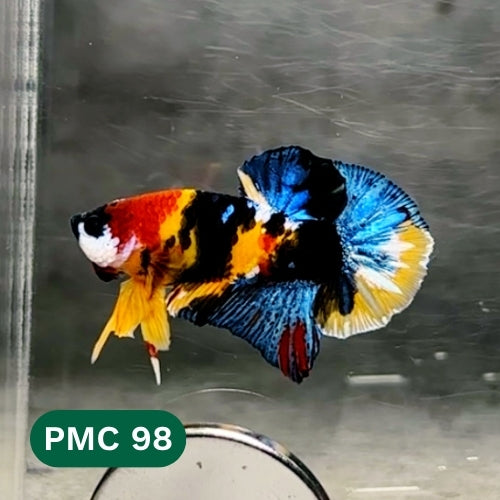 Multicolor Plakat Male Betta Fish |Show Grade|  You Pick Fish