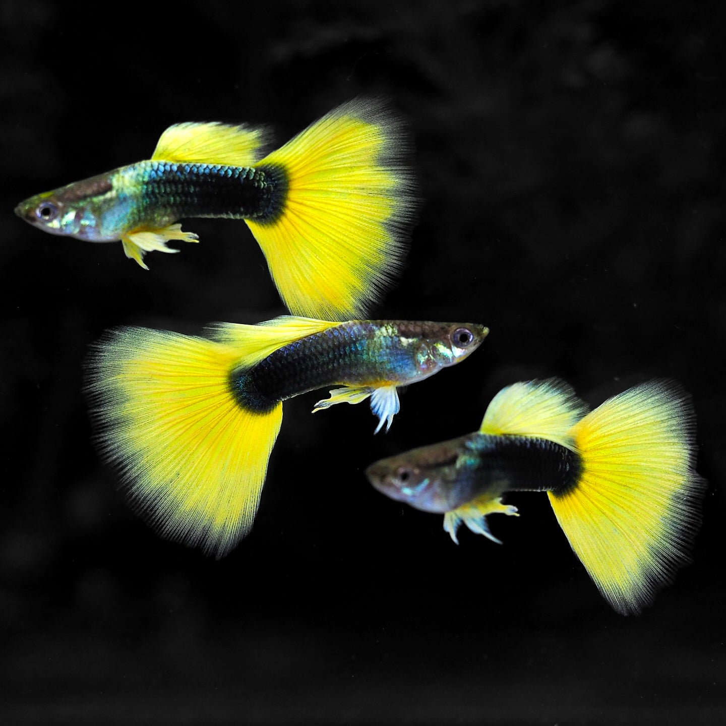 Half Black Yellow Guppy Fish