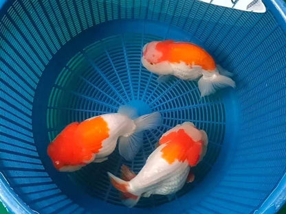 Red And White Double Chin Chubby Face Ranchu Goldfish | Grower Pick