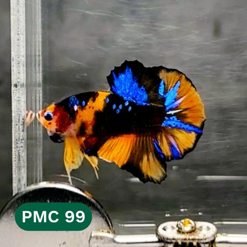 Multicolor Plakat Male Betta Fish |Show Grade|  You Pick Fish