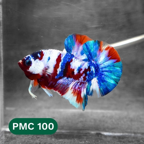 Multicolor Plakat Male Betta Fish |Show Grade|  You Pick Fish