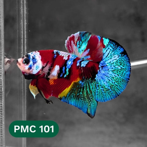 Multicolor Plakat Male Betta Fish |Show Grade|  You Pick Fish