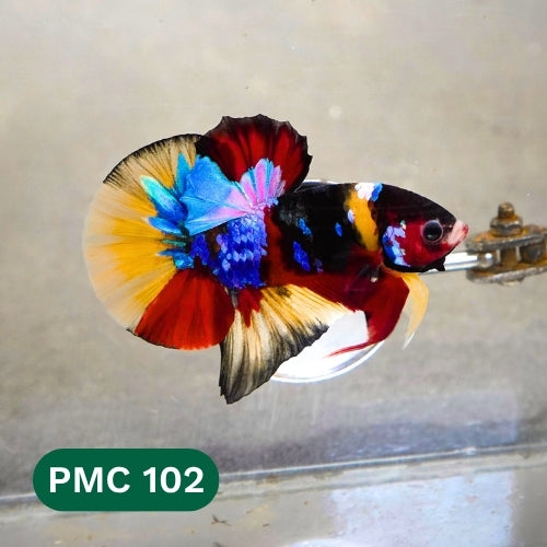 Multicolor Plakat Male Betta Fish |Show Grade|  You Pick Fish