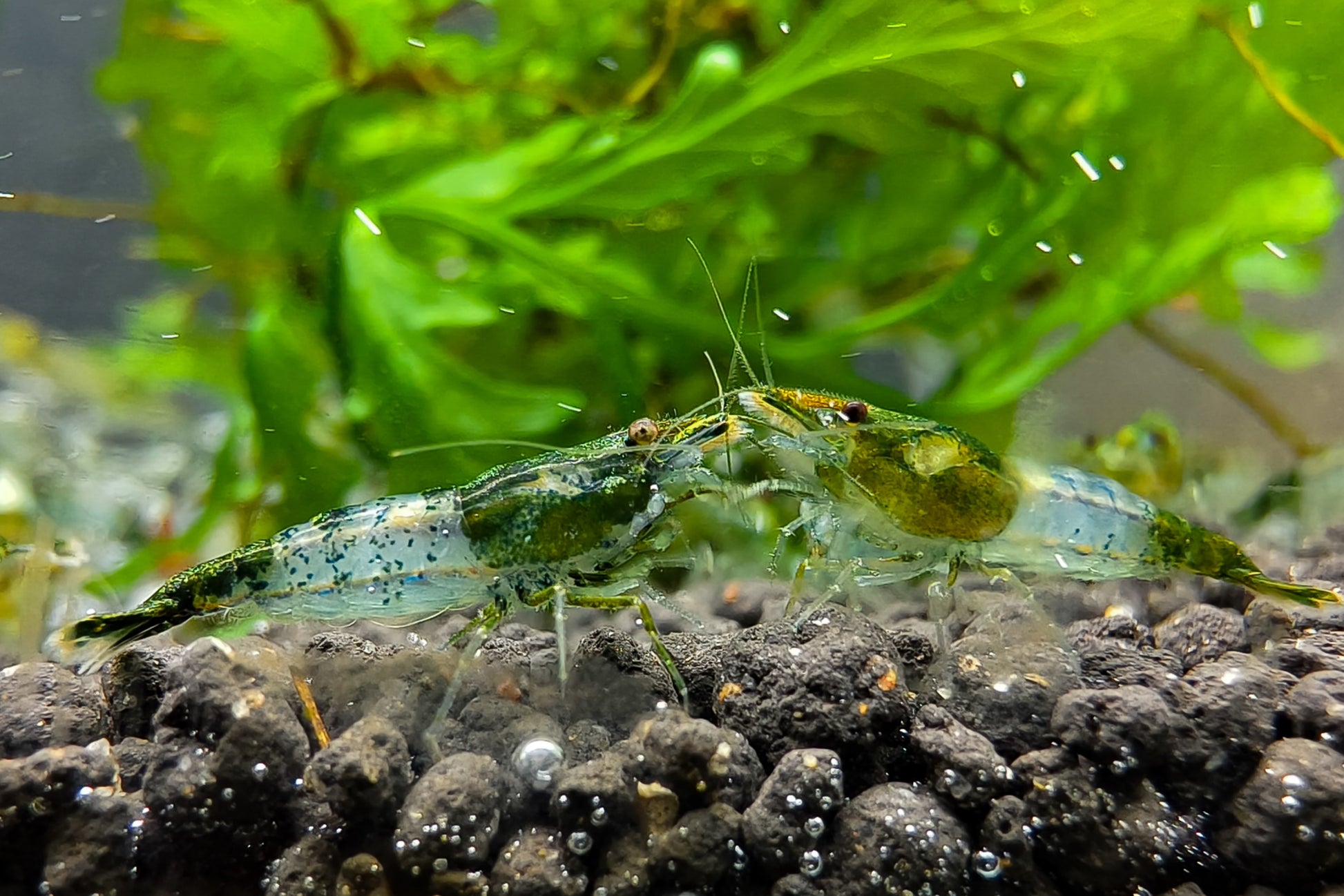 Green Rilli Neocaridina Shrimp