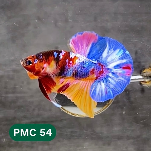 Multicolor Plakat Male Betta Fish |Show Grade|  You Pick Fish