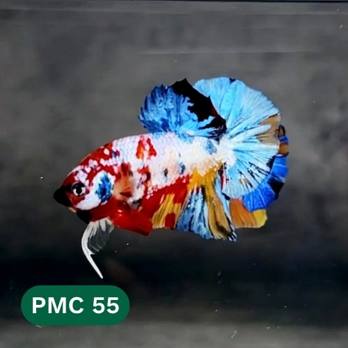 Multicolor Plakat Male Betta Fish |Show Grade|  You Pick Fish