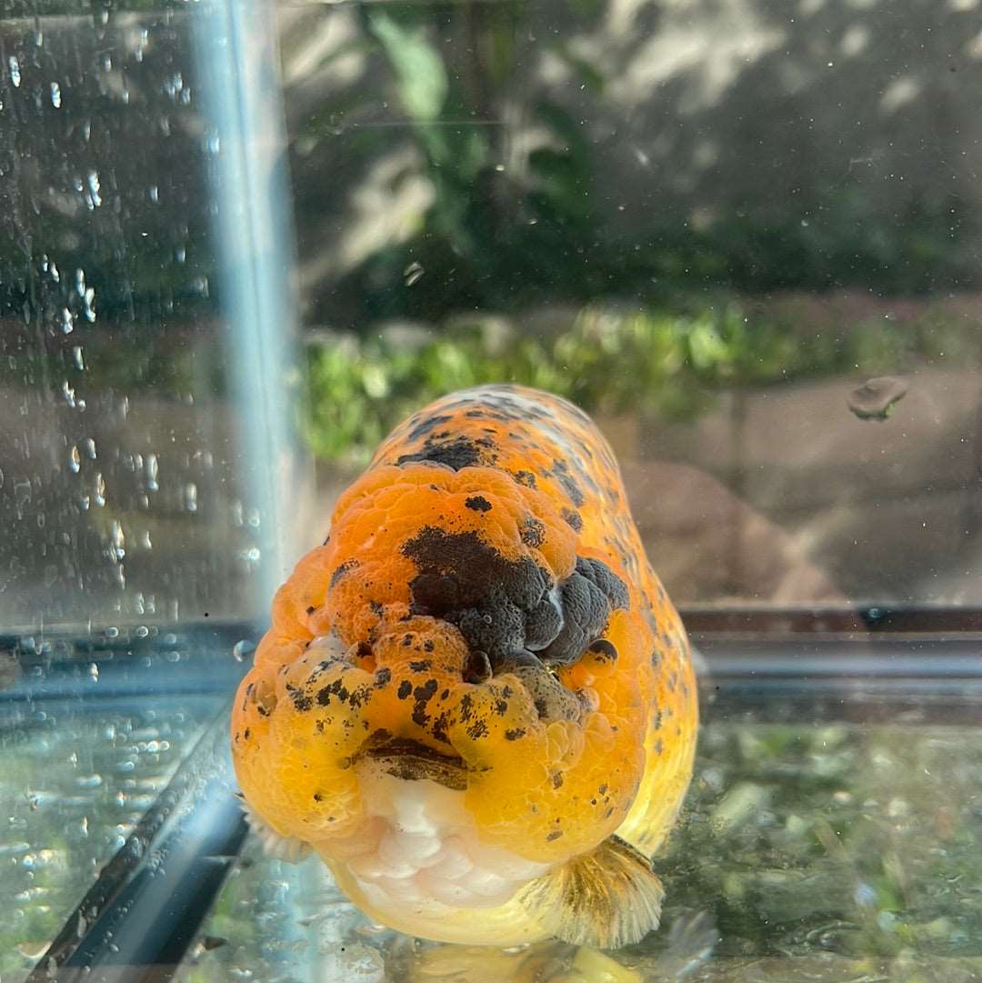 AAA Grade Giant Size Ranchu Tiger 6-7  Inches