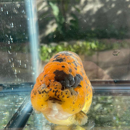 AAA Grade Giant Size Ranchu Tiger 6-7  Inches