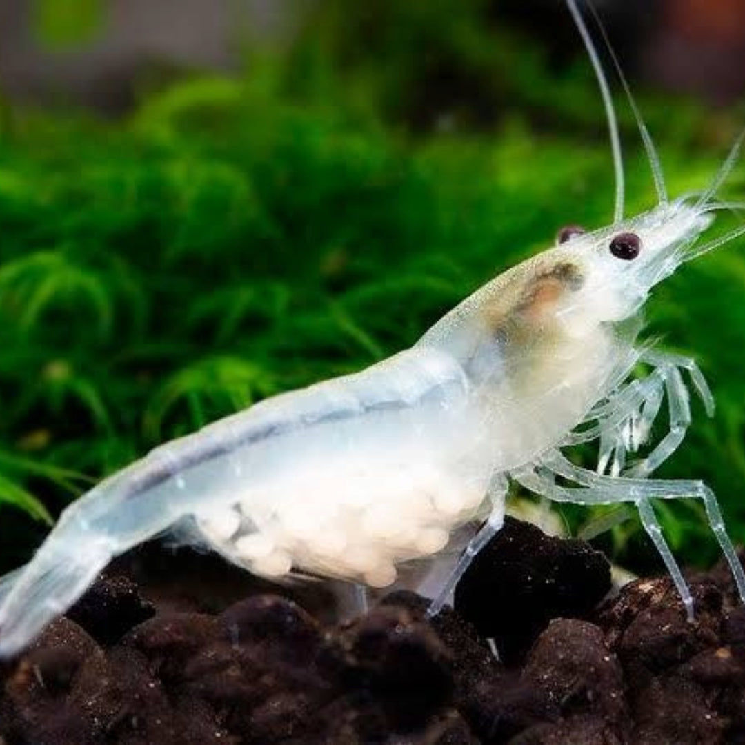 Snowball Neocaridina Shirmp