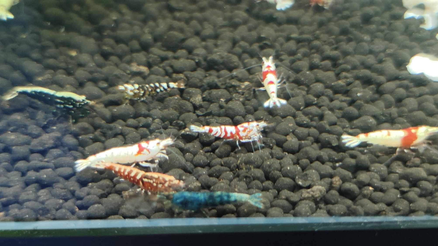 Mixed Caridina Shrimp