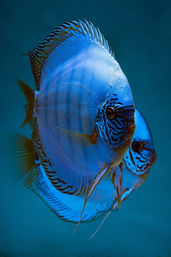 Blue Cobalt Discus Fish