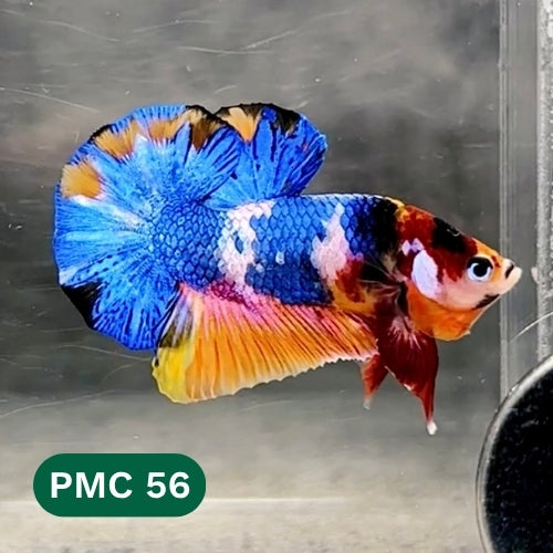 Multicolor Plakat Male Betta Fish |Show Grade|  You Pick Fish