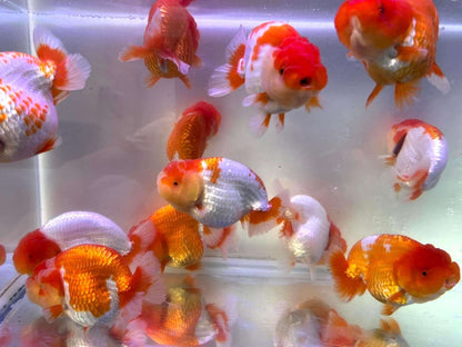 Red And White Double Chin Chubby Face Ranchu Goldfish | Grower Pick