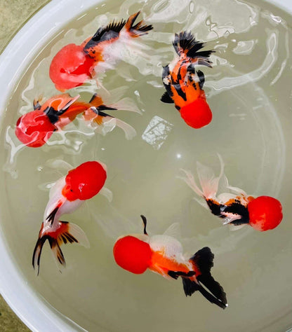 Tri Color Oranda Goldfish Mid Size 2 - 2.5 Inches | Mystery Goldfish