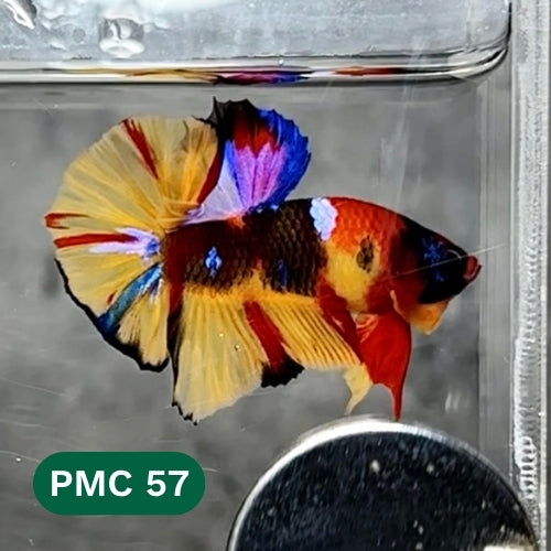 Multicolor Plakat Male Betta Fish |Show Grade|  You Pick Fish