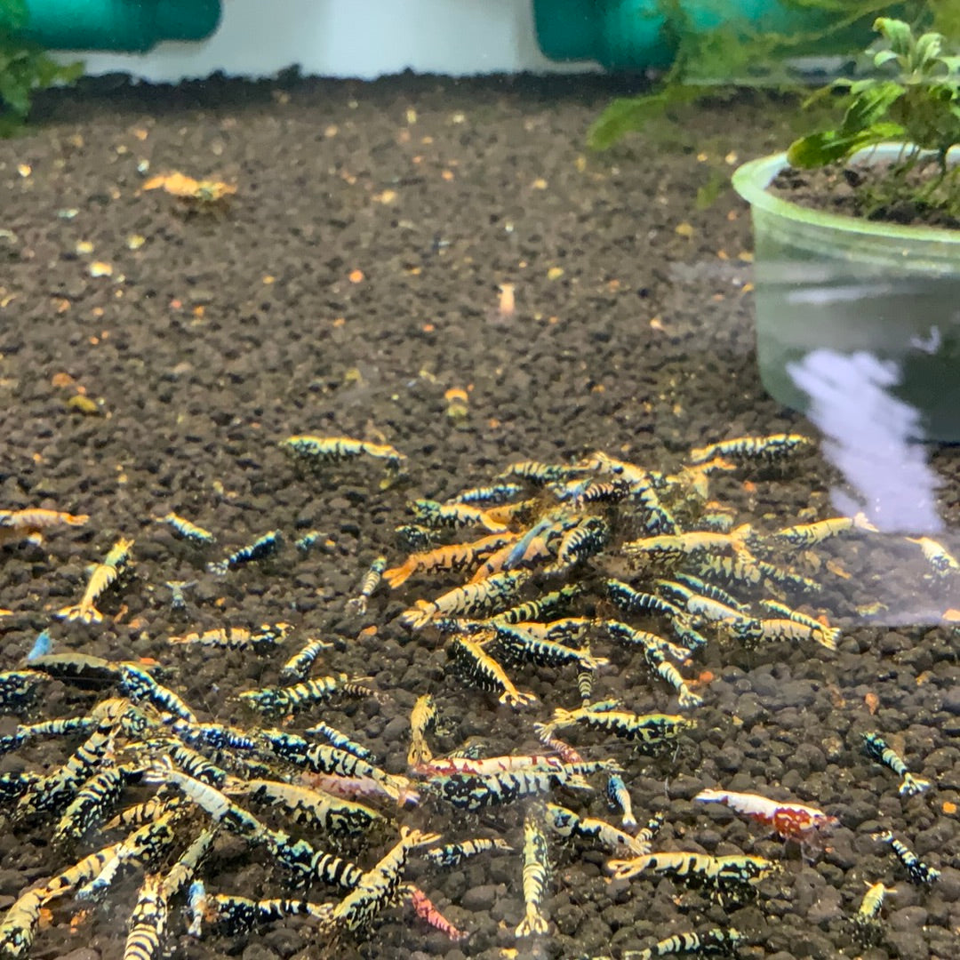 Black Galaxy Caridina Shrimp