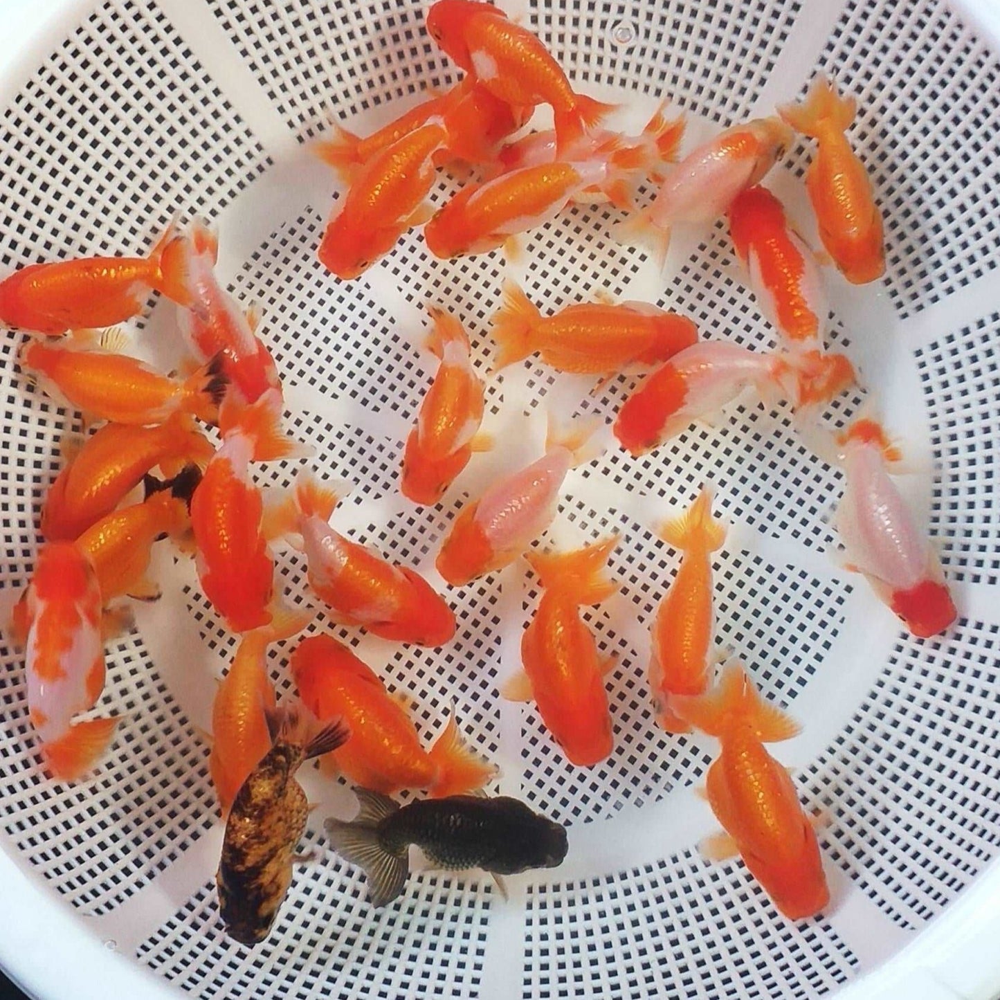 Hybrid Red And White Ranchu Goldfish | Grower Pick