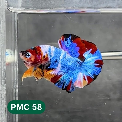 Multicolor Plakat Male Betta Fish |Show Grade|  You Pick Fish