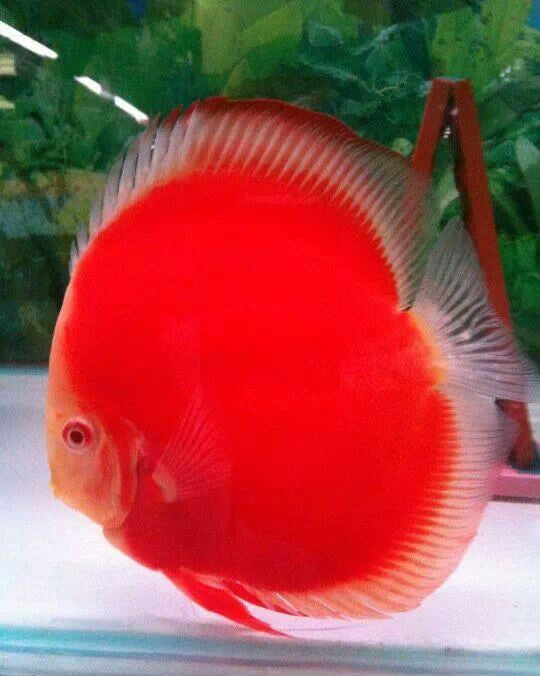 Full Red Albino Discus Fish