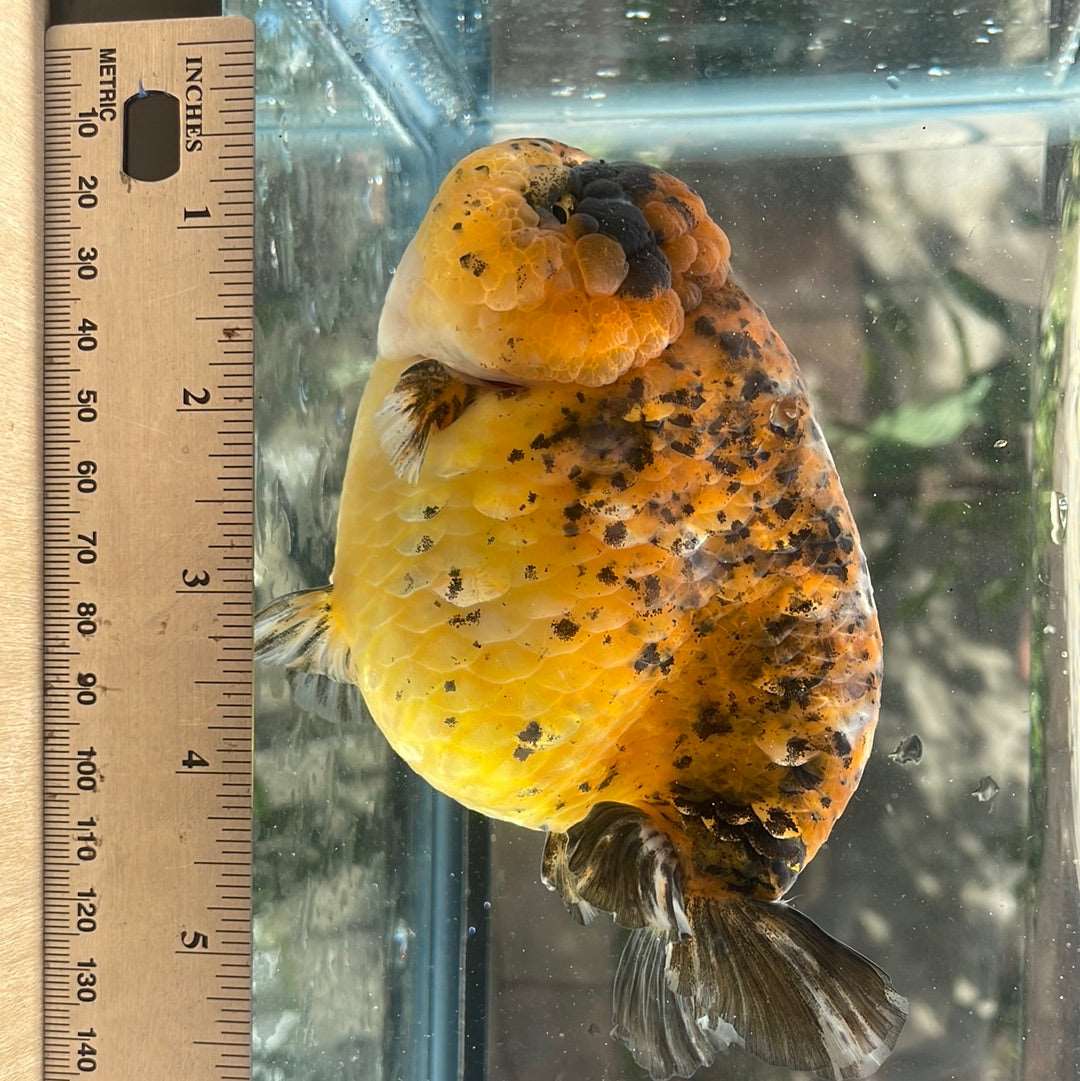 AAA Grade Giant Size Ranchu Tiger 6-7  Inches