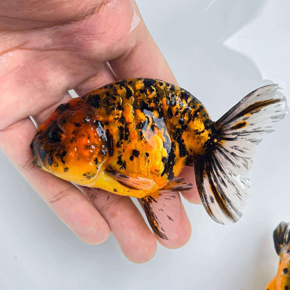 Ranchu Tiger Goldfish 3-4 Inches | Grower Pick | AAA Grade