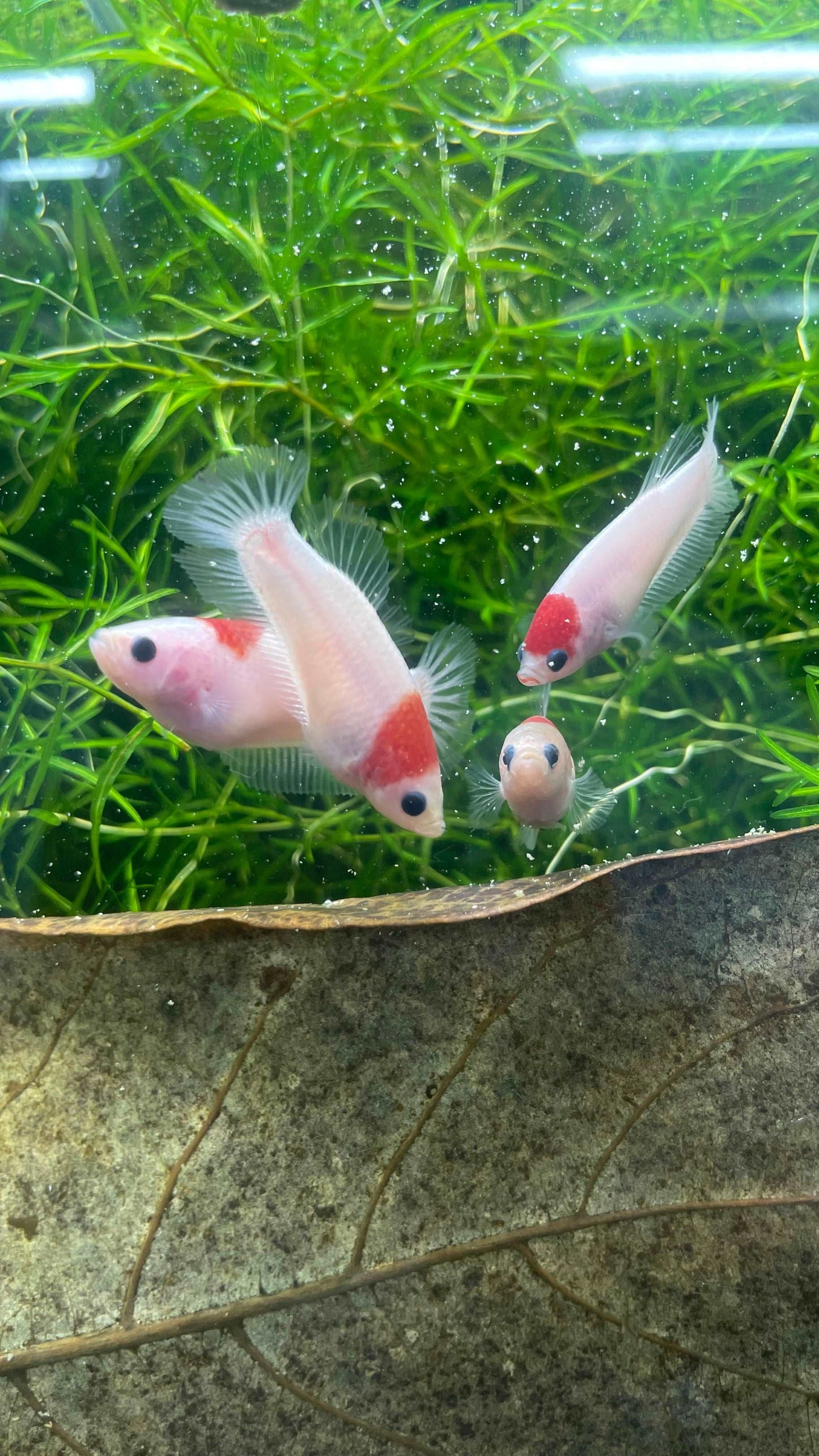 Tancho Female Betta Fish