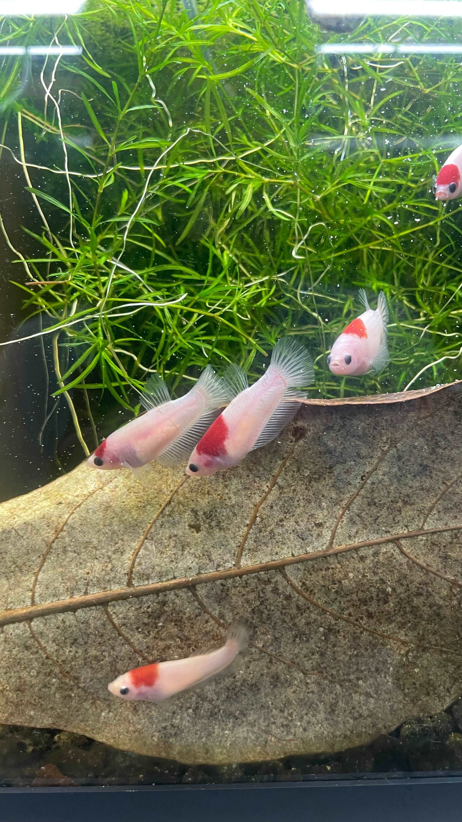 Tancho Female Betta Fish