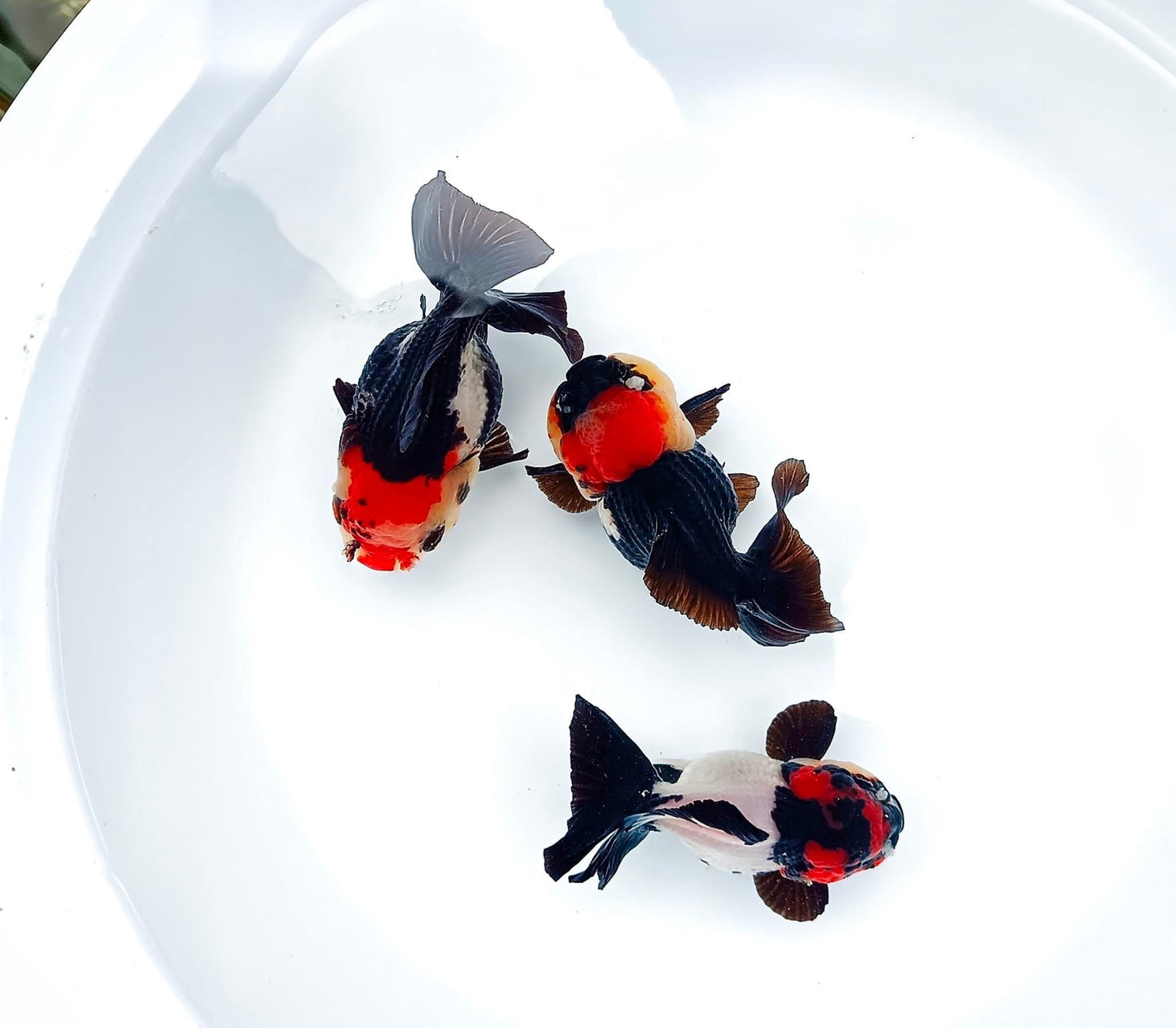 Tri Color Oranda Short Tail | AAA Grade | You Pick Goldfish