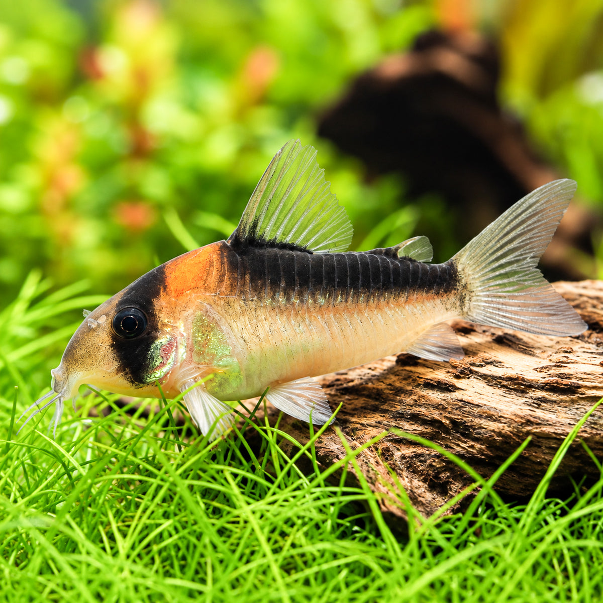 Adolfoi Cory Catfish – Corydoras Adolfoi