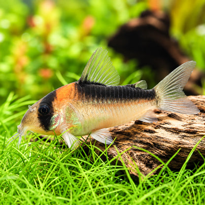 Adolfoi Cory Catfish – Corydoras Adolfoi
