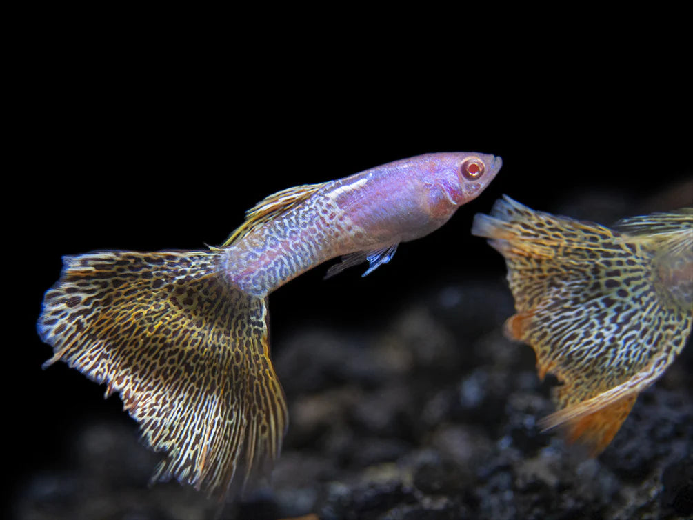 Albino Metal Yellow Lace Guppy Fish