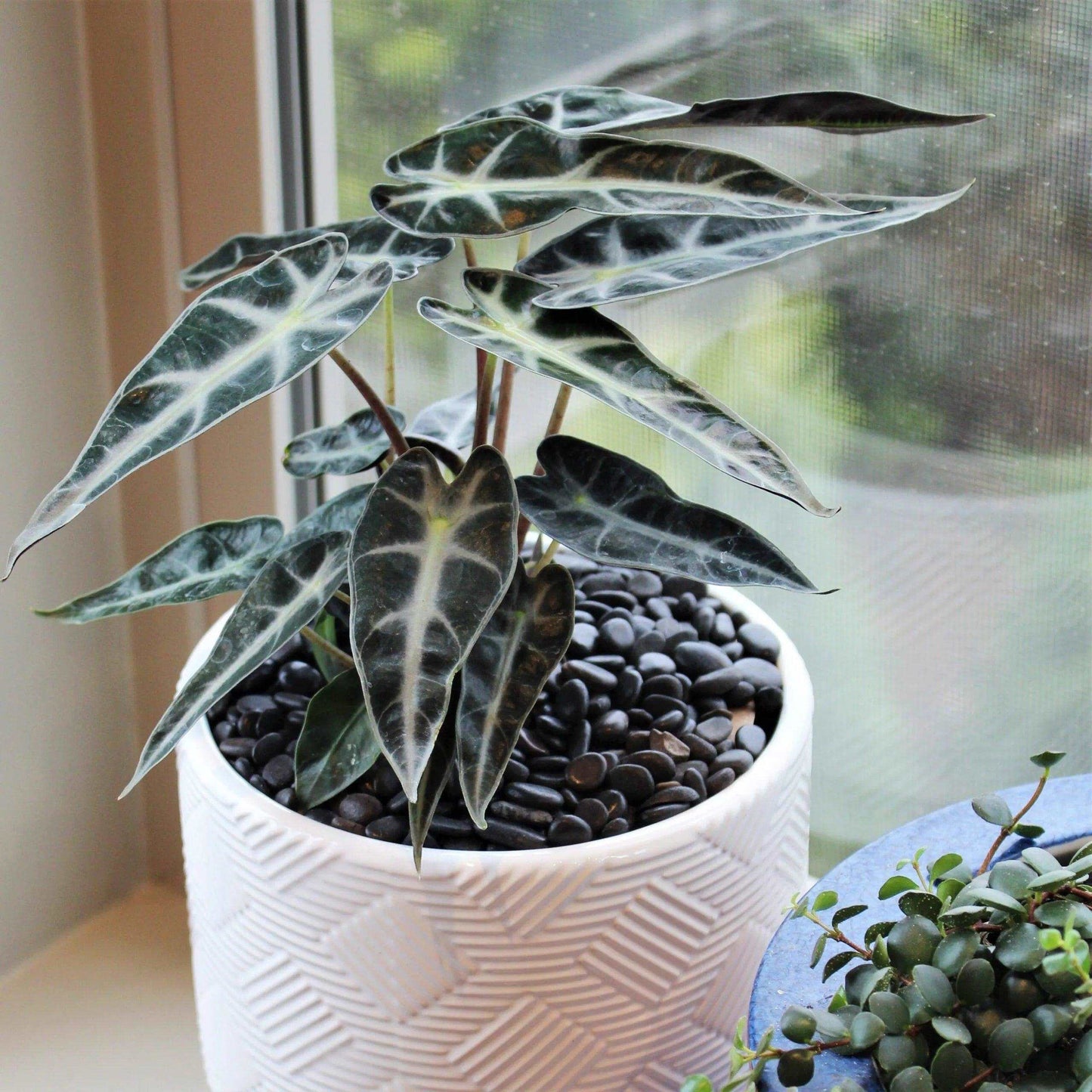 Alocasia Bambino Tissue Culture Plant