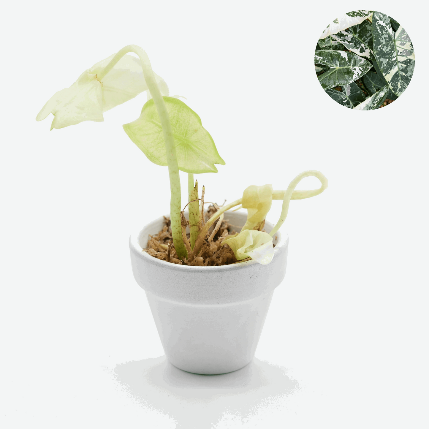 Variegated Alocasia Longiloba Tissue Culture Plant