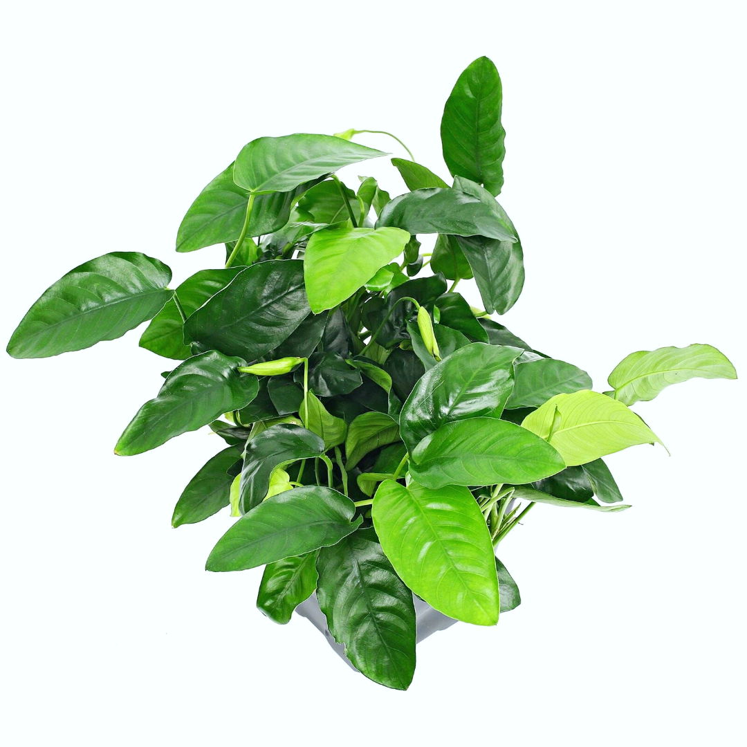 Anubias Barteri Nana