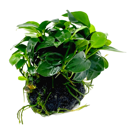 Anubias Barteri Petite Round on Lava Stone