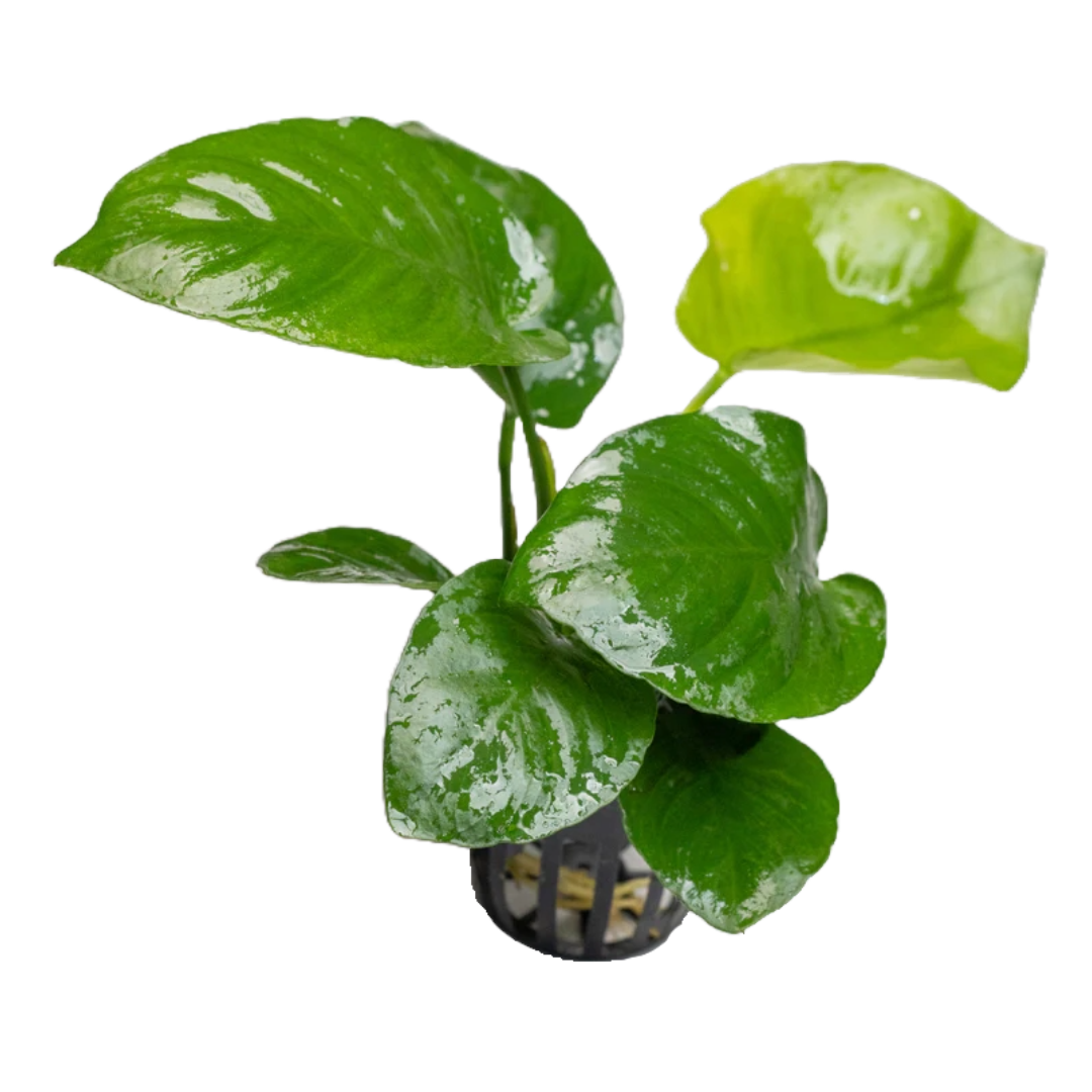 Anubias Barteri Broad Leaf